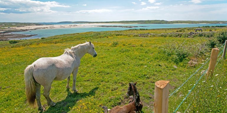 Connemara Ponies