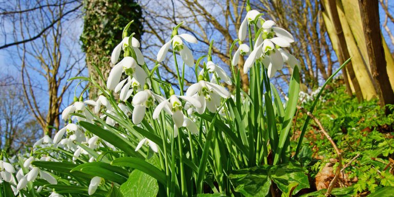Snowdrops in the Cotswolds, Gloucestershire, UK