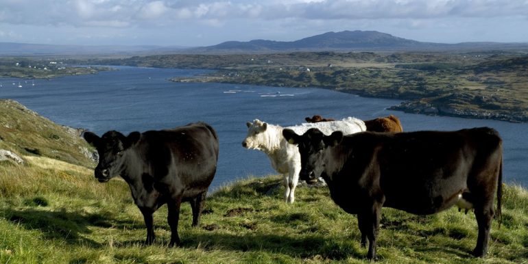 self catering holiday home clifden connemara galway (14)