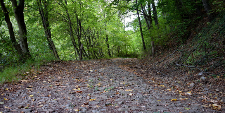 Bright Forest Road