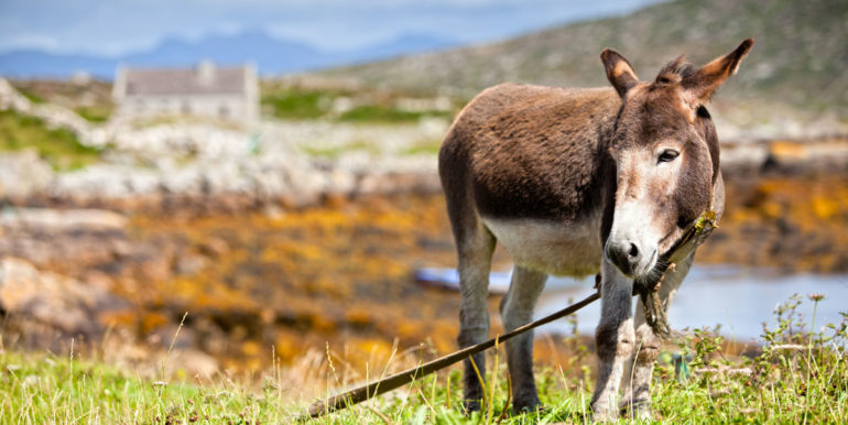 Rural Scene, Connemara, Ireland.